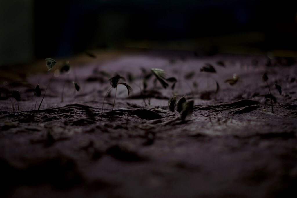 Detail Stymphalian Birds processes